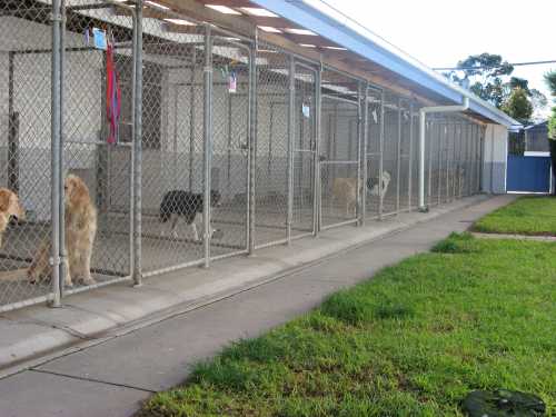 Large Dog Standard Undercover Suites